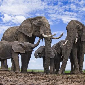 frican elephants (Loxodonta africana) at a waterhole