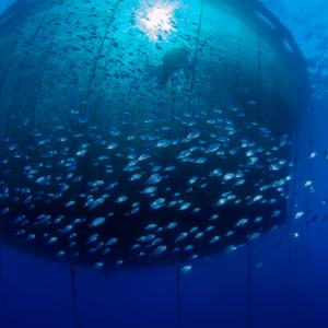 Fish farming, aquaculture nets.