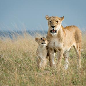 Lion family