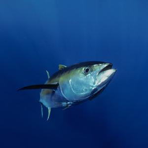 Giant Yellowfin Tuna (Thunnus albacares), Mexico, Pacific Ocean.