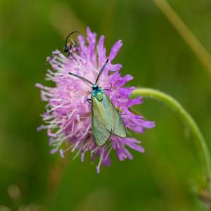 A green forester (Adscita statices)on a field scabious (Knautia arvensis).