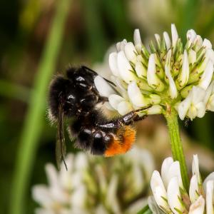 A red-tailed bumblebee