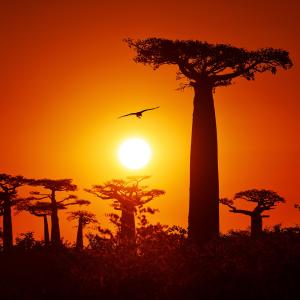 Baobab trees in the allée des baobabs (alley of baobabs) in the western coastal region of Madagascar. 