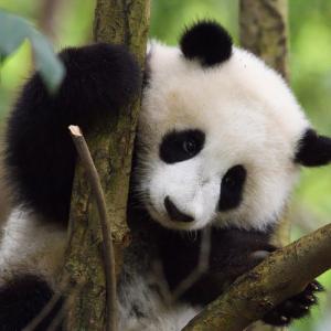 Giant Panda, (Ailuropoda melanoleuca), Chengdu Panda Breeding Centre, Sichuan, China. Captive 