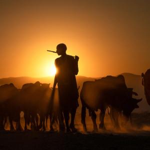 Maasai herders walk their cattle in Kenya