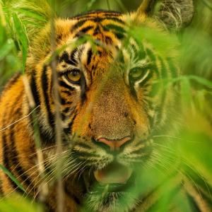 Tiger photographed at Tadoba Andhari Tiger Reserve, India. 
