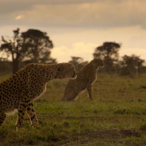 Cheetahs in the Maasai Mara, Kenya.