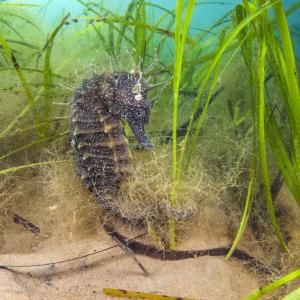 Spiny seahorse