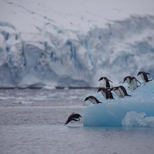 Group of gentoo penguins (Pygoscelis papua) diving off iceberg, Antarctic Peninsula