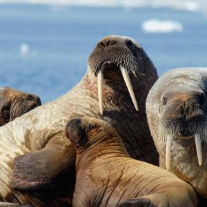 A herd of Atlantic walruses (Odobenus rosmarus rosmarus) in Foxe Basin, Nunavut, Canada