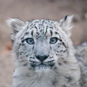 Close up portrait of a snow leopard (Panthera uncia) cub