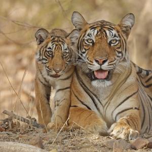 Bengal Tigers