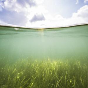 Seagrass beds around the shore of Porthdinllaen, Wales. UK.