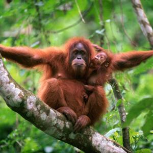 Orangutan in tree