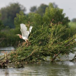 WWF's conservation work in the Greater Mekong, April 2014: a bird takes off from a tree in the flooded forest inside the Ramsar protected area in Stung Treng, Cambodia. This area is also home to the critically-endangered Irrawaddy dolphin. With the support of the HSBC Water Programme, WWF is working to secure a healthy future for the Mekong and the people and wildlife it supports. 