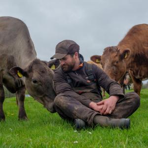 Farmer sitting with cows in field