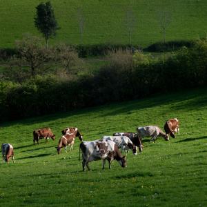 Strickley Farm in Kendal, South Cumbria, England practices regenerative dairy farming, where the cattle are fed on a pasture-based diet, soil health is promoted and habitats on the farms are enhanced and protected