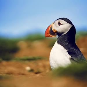 Wild Isles Puffin