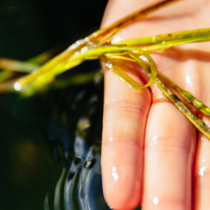 Seaweed in hand