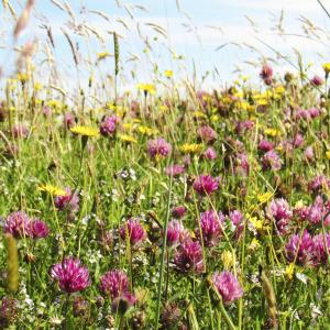 Field of flowers