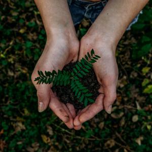 Plant in hand