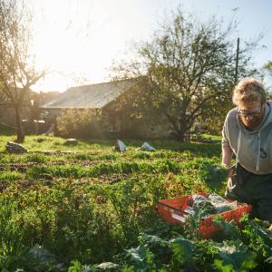 Picking vegetables on the farm at Tyddyn Teg in north Wales.