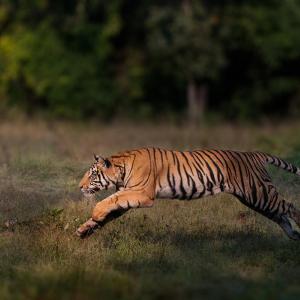 A male Bengal tiger (Panthera tigris tigris) leaping towards his brother in Bandhavgarh National Park, India.