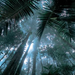 Matécho forest near Saül