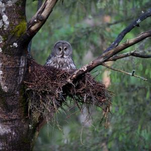 Great grey owl (Strix nebulosa) sitting on nest