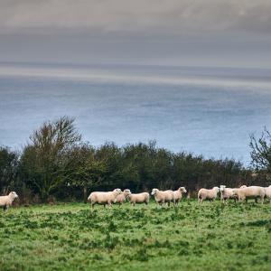 Sheep graze in a field near the coast on Nantclyd farm.