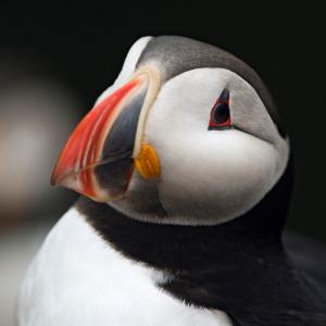 Atlantic puffin Iceland