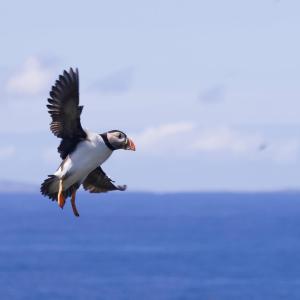 Puffin in flight in Scotland