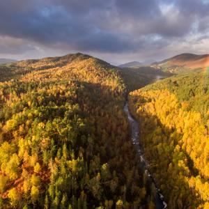 River Affric and autumnal pine and birch woodland, Glen Affric, Highland, Scotland, UK