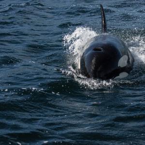 A bull Orca / Killer Whale (Orcinus orca) in Mousa Sound, Shetland, UK