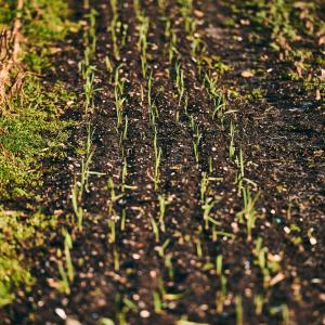 Rows of crops grown on the farm