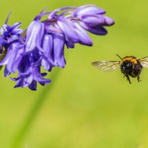 Garden bumblebee (Bombus hortorum) visiting bluebell (Hyacinthoides non-scripta), Monmouthshire, Wales, UK