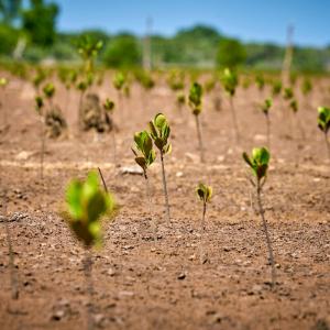 Planting mangrove in Madagascar