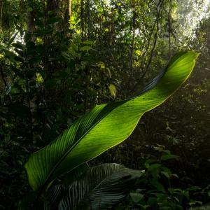 A close up image of a long green leaf in the sunlight with a rainforest in the background