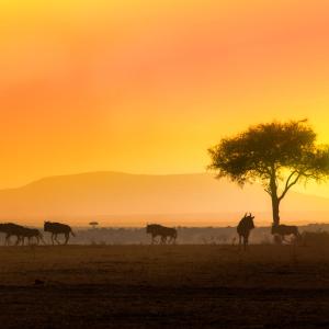 Wildebeests. Maasai Mara National reserve, Kenya.