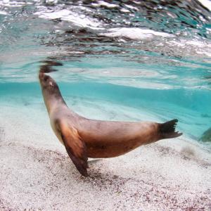 Galápagos sea lion (Zalophus wollebaeki) swimming near La Loberia, Floreana Island, Galapagos, Ecuador