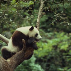 Giant panda climbing a tree