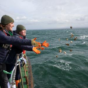 Native oysters return to Firth of Forth