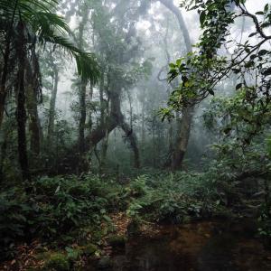 Tropical rainforest Brazil