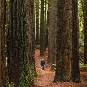 Woman walks through Californian Red Woods
