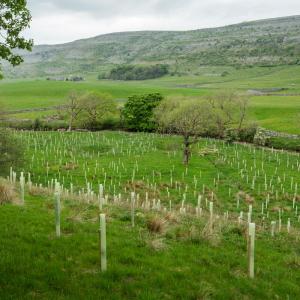 A landscape image of freshly planted tree saplings on a sloping field