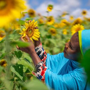 A woman in light blue clothes is surrounded by sunflowers as she closely inspects one.