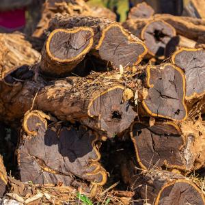 A pile of sustainably harvested mpingo tree logs in Nanjirinji, Tanzania