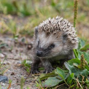 Hedgehog squinting