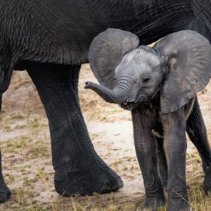 Baby elephant