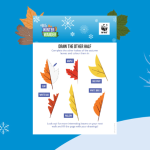 Big Winter Wander Autumn Leaves Activity Sheet - 6 different autumn coloured leaves to draw the other half of
